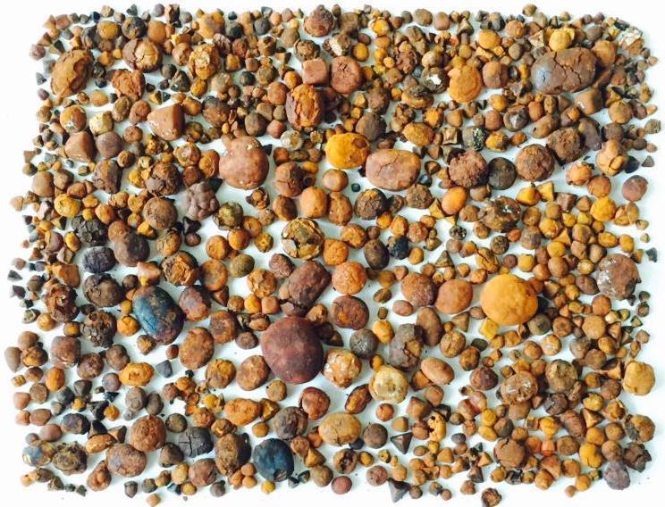Dried ox gallstones showing natural variation in size, color, and condition